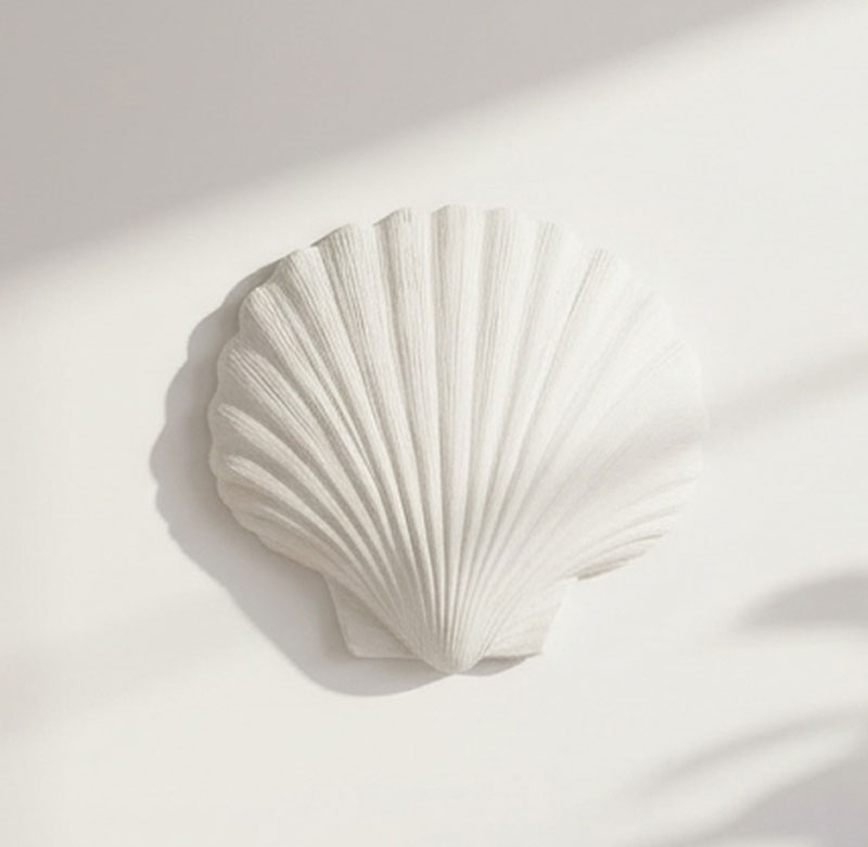 Sea Shell Wall Art
